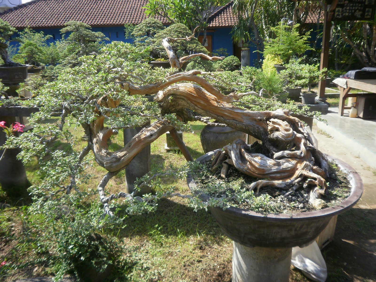 The Tree Blog Bonsai Cafe Sanur Beach Bali