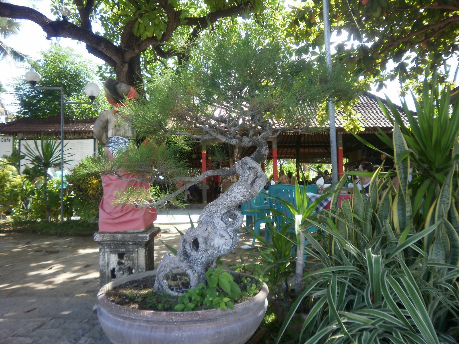 The Tree Blog Bonsai Cafe Sanur Beach Bali