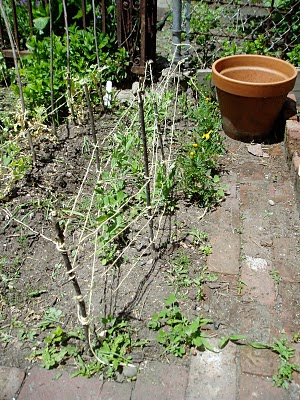 A story of a garden in Astoria: May 2010