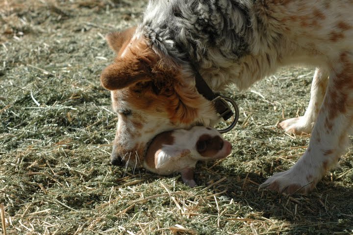 puppies dying
