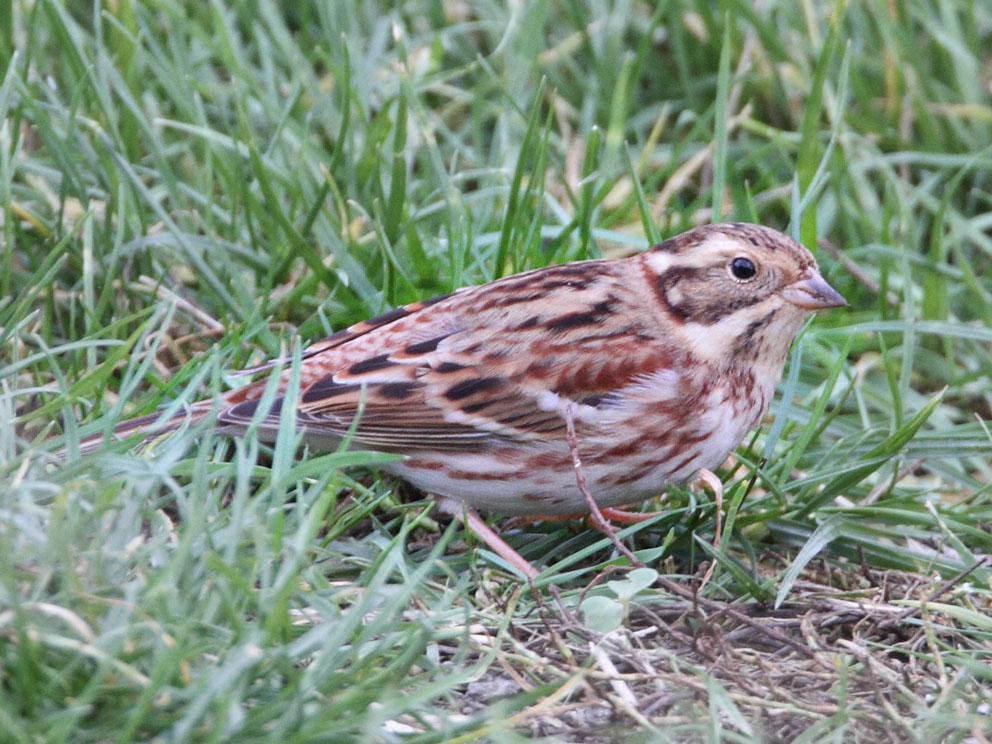 BIRDMAD Rustic bunting in Whitstable.