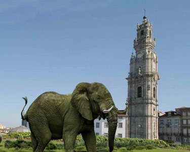 [Elefante.jpg]