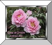 Gotas de Orvalho – Arminda Lopes