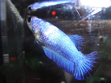 HMPK marble female