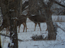Pictures taken on the trip with scope..