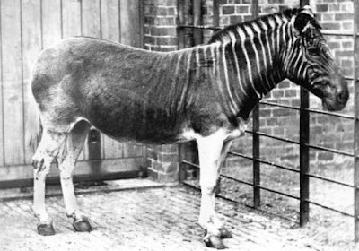Los Animales Extintos A Lo Largo De La Historia