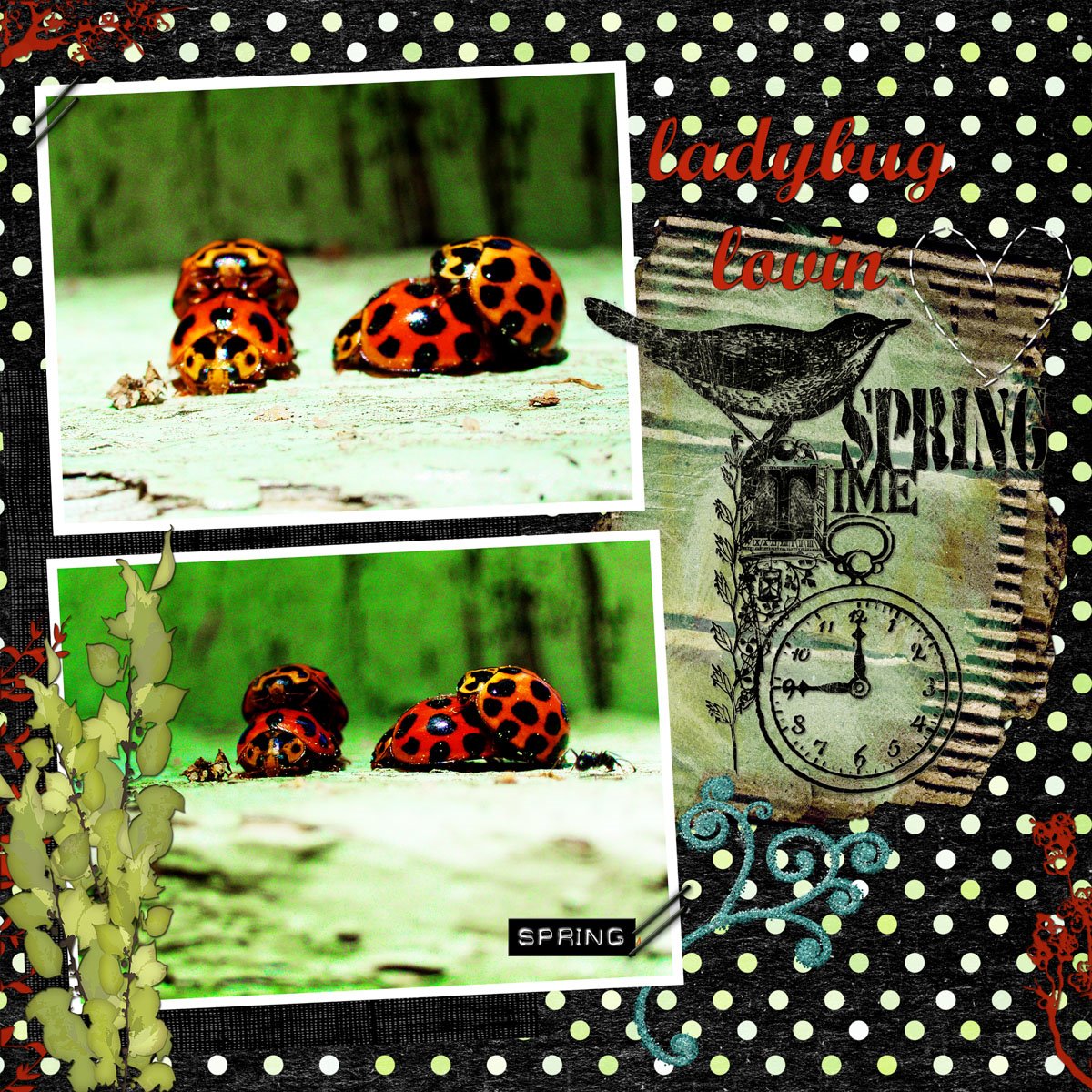 [ladybug+lovin+blog.jpg]