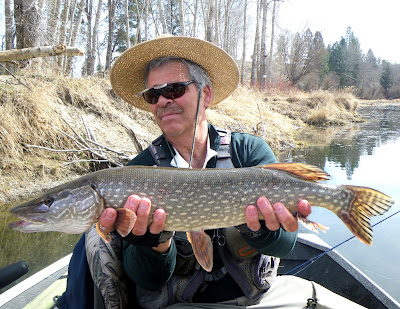 Pike story: Big fish in Bitterroot – but good luck hooking one