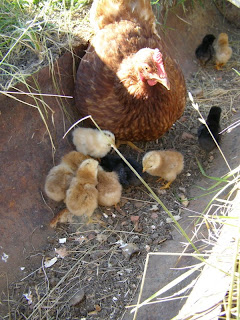 Anna LaCroix and her chicks, hearing is believing