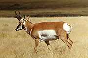 Antelope