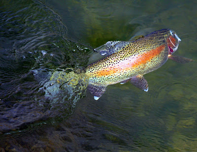 Philosophy of Spring Fly Fishing on the Bitterroot River