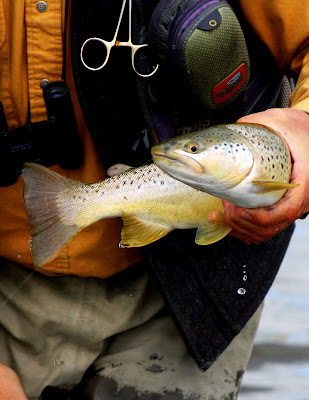 Jack Mauer caught this robust trout