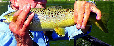 close-up of a Blackfoot River trout