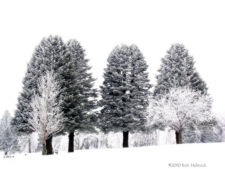 [frosty+trees.jpg]