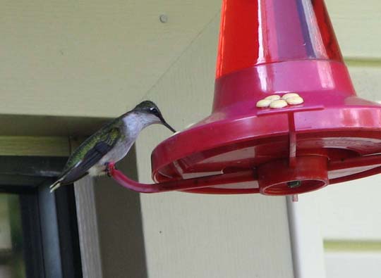 At Feeder Hummingbird at Feeder