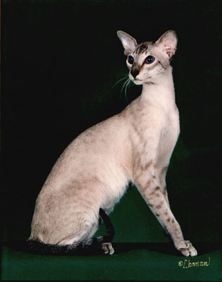 Cat Pictures Colorpoint Shorthair Pictures