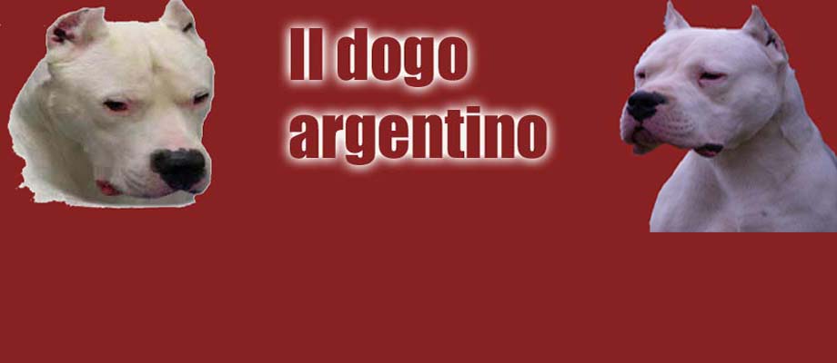 il dogo argentino