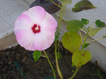 This is one of my Hibiscus plants.