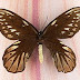 Rainha Alexandra - A maior Borboleta do Mundo