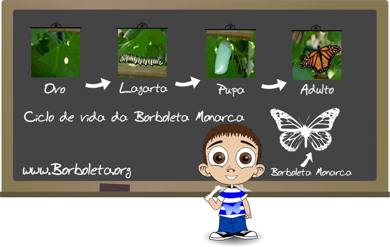 Ciclo de vida da Borboleta Monarca Tudo Sobre Borboletas