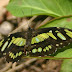 Siproeta stelenes