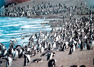 Greentechnology: Argentine penguins affected by climate change