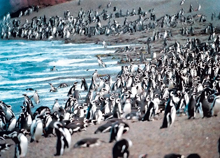 Greentechnology: Argentine penguins affected by climate change