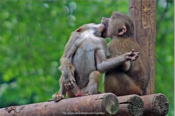 Обезьяны Любят Секс