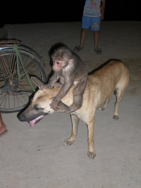 monkey + dog