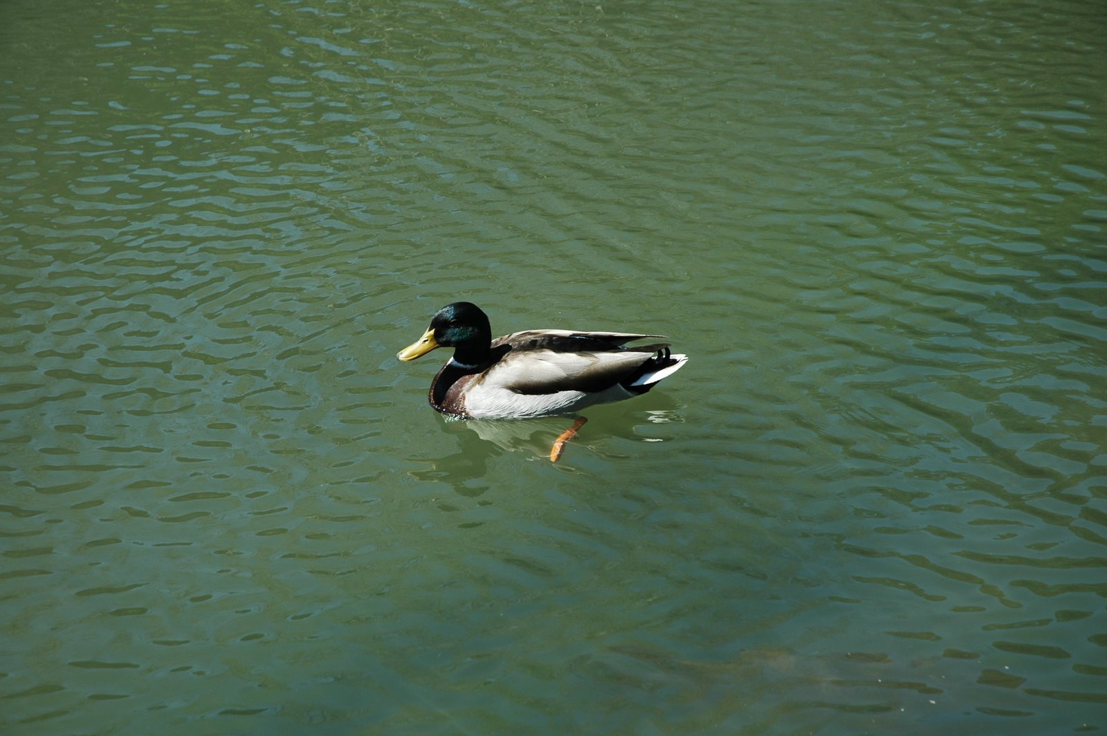 [RSP+2008-04-01+FCG+(26).JPG]