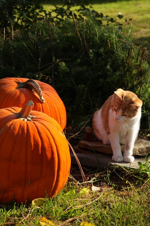 [cat+pumpkins+blog+2518.JPG]