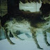 Hokkaidō Wolf Hokkaidō Wolf