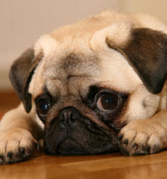 pug pug