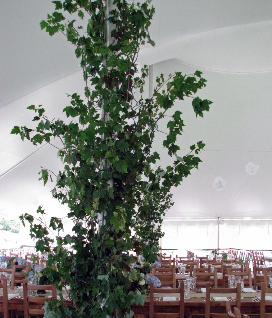 Pollen Count Columbia Mo Queen Bee Pollen Images Jla