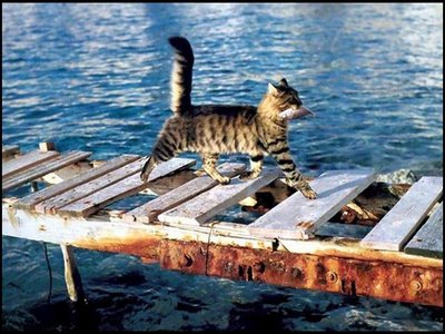 [cat+caught+fish.jpg]