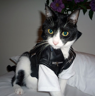 cat in leather jacket