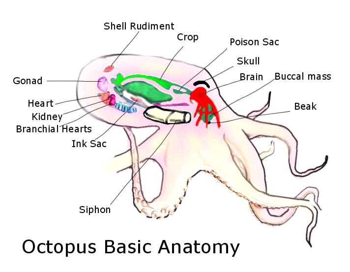 Everything Octopus: Octopus Anatomy from Octopus.com, Part I