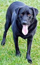 Bodie - born to chase a tennis ball