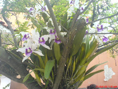 As Orquídeas da casa da Mercia!!