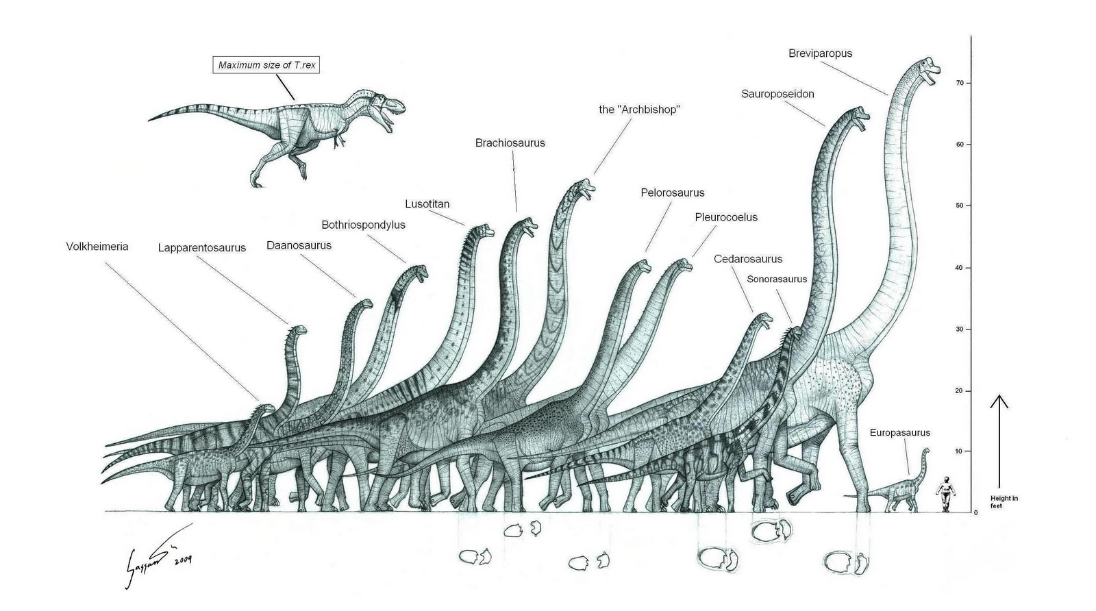 November 2009 The Paleo King. brachiosaurus size chart november 2009 the pa...