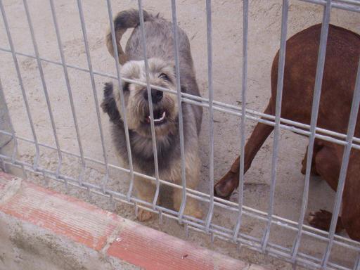 PEPITO ADOPTADO EL 12/9/08!