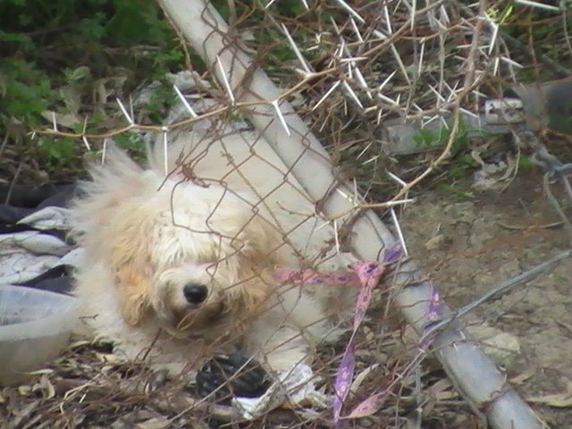 Odrie se adoptó el 2/12/08!