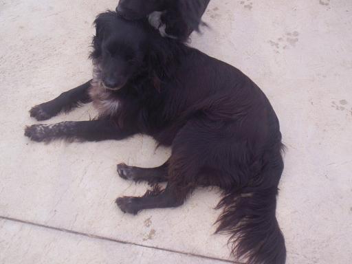 Cesna, adoptada en enero 2009!