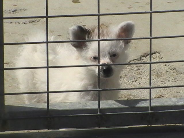 Rally, adoptado en mayo 2009.