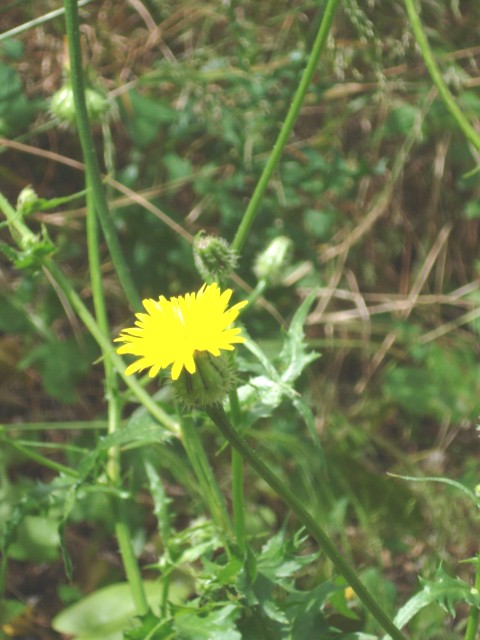 [DSC00413.JPG]
