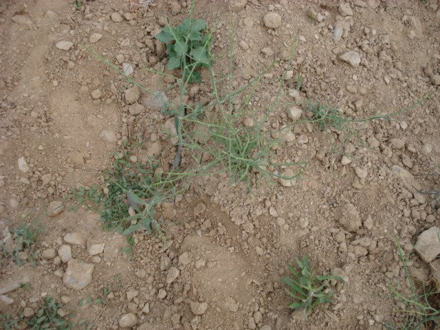[DSC01250.JPG]
