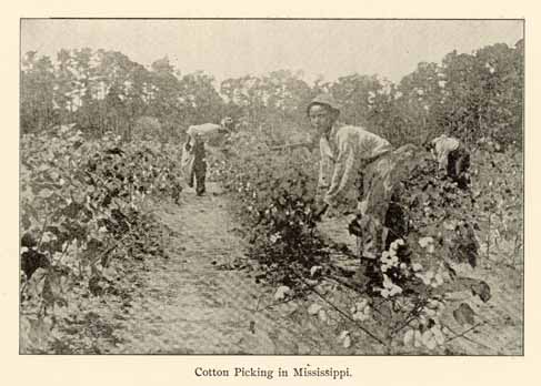[cotton+picking.jpg]