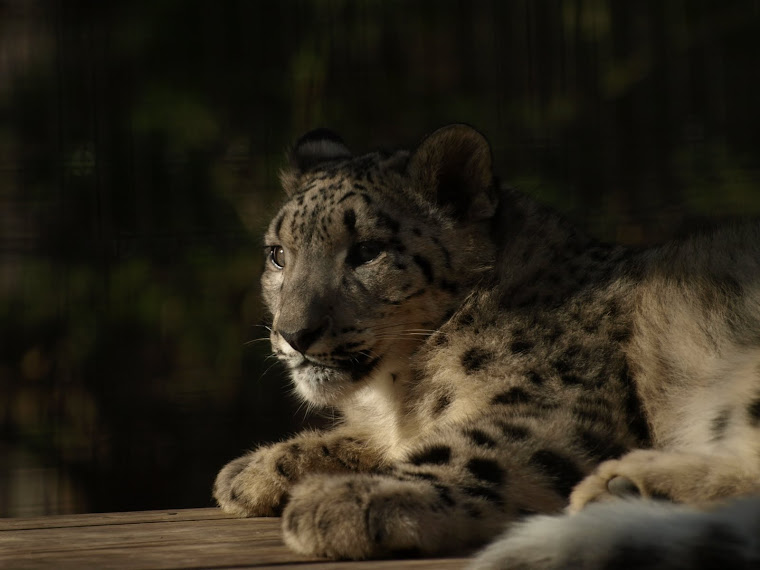 Snow Leopard