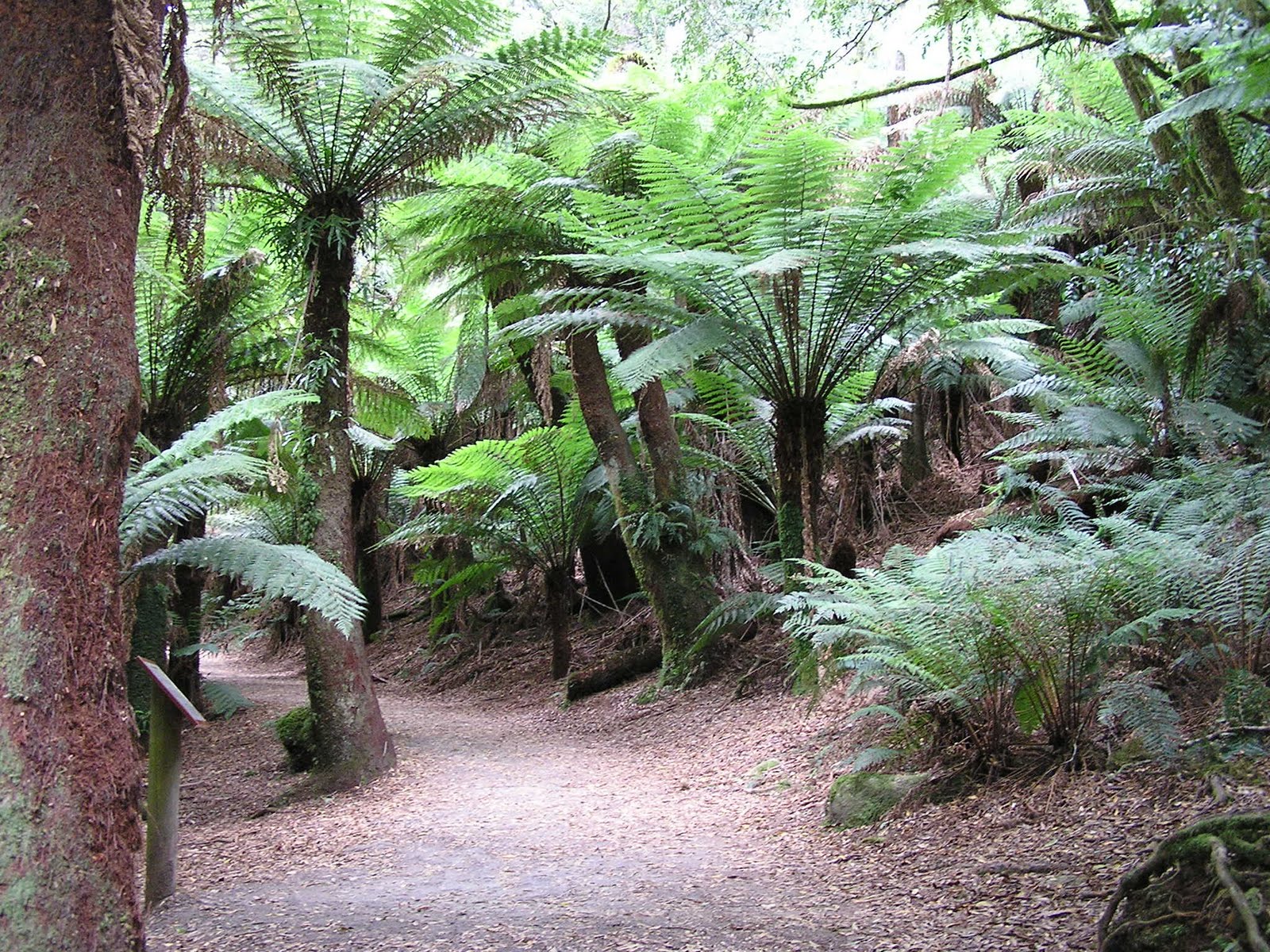 AUSSIE FOSSIL HUNTER Tree Ferns TASMANIA