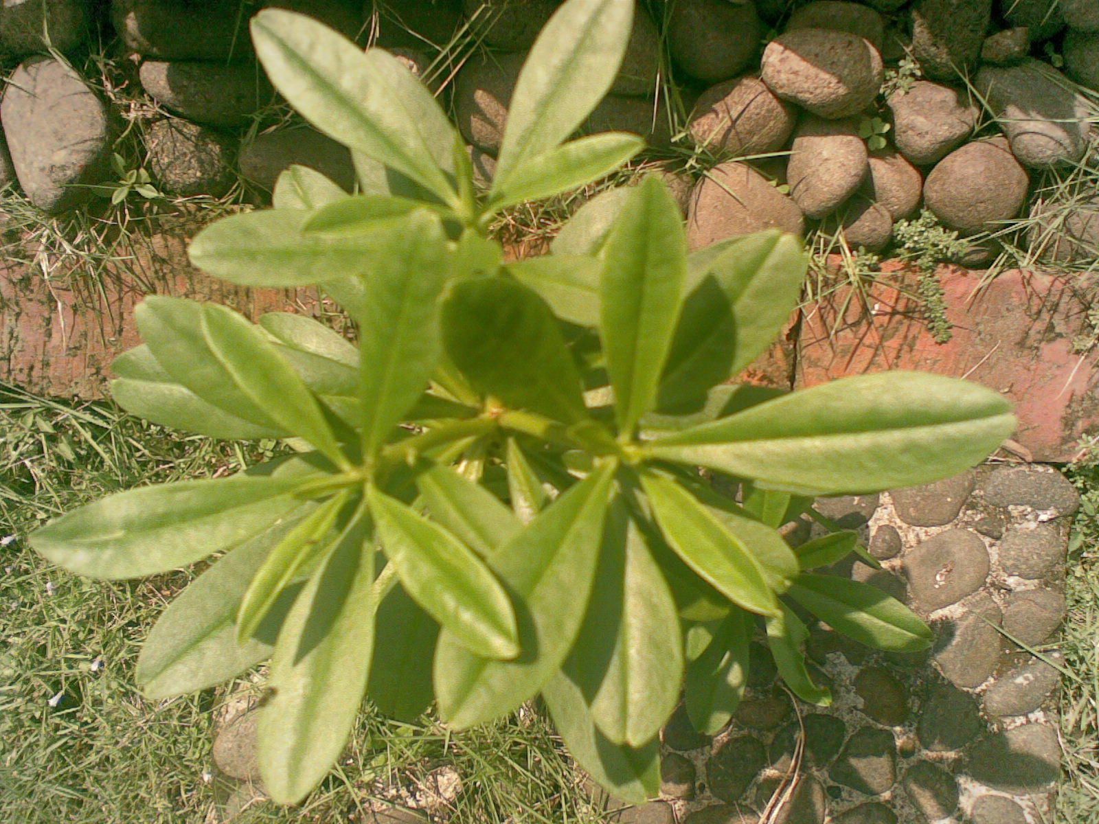 Daun Ginseng daun ginseng Daun Ginseng daun ginseng